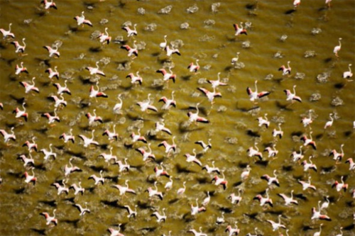 photographie de la camargue, balades  cheval et flamants roses phoenicopterus ruber