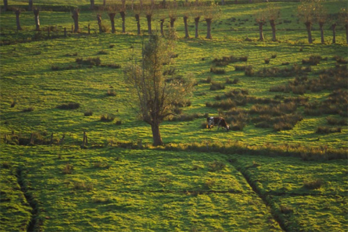 vache normande en photographie